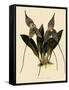 Masdevallia Chimaera-John Nugent Fitch-Framed Stretched Canvas