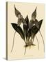 Masdevallia Chimaera-John Nugent Fitch-Stretched Canvas