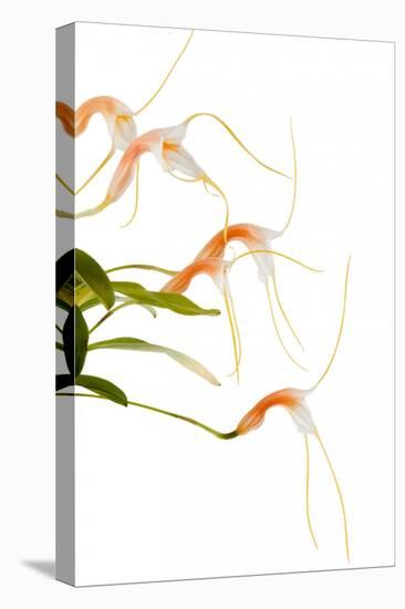 Masdevallia Constricta2-Fabio Petroni-Stretched Canvas