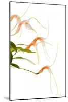 Masdevallia Constricta2-Fabio Petroni-Mounted Photographic Print