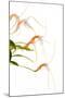 Masdevallia Constricta2-Fabio Petroni-Mounted Photographic Print