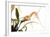 Masdevallia Constricta-Fabio Petroni-Framed Photographic Print