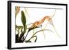 Masdevallia Constricta-Fabio Petroni-Framed Photographic Print