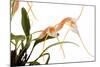 Masdevallia Constricta-Fabio Petroni-Mounted Photographic Print