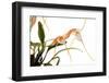 Masdevallia Constricta-Fabio Petroni-Framed Photographic Print