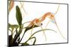 Masdevallia Constricta-Fabio Petroni-Mounted Photographic Print