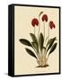 Masdevallia Ignea-John Nugent Fitch-Framed Stretched Canvas