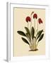 Masdevallia Ignea-John Nugent Fitch-Framed Giclee Print