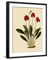 Masdevallia Ignea-John Nugent Fitch-Framed Giclee Print