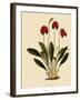 Masdevallia Ignea-John Nugent Fitch-Framed Giclee Print