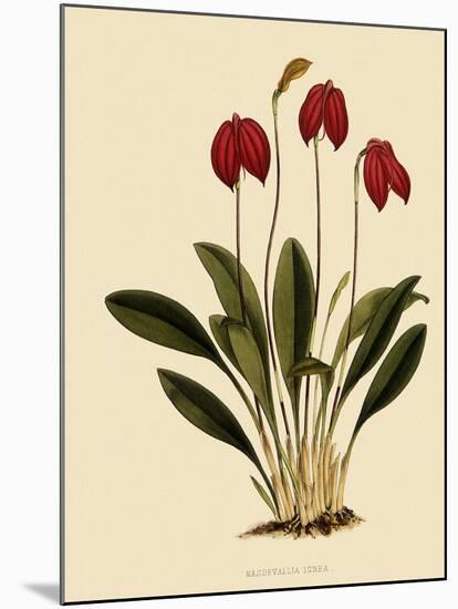 Masdevallia Ignea-John Nugent Fitch-Mounted Giclee Print