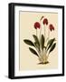 Masdevallia Ignea-John Nugent Fitch-Framed Giclee Print