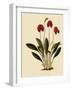 Masdevallia Ignea-John Nugent Fitch-Framed Giclee Print