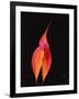 Masdevallia Orchid Flower, Machu Picchu, Peru, Sth America-Pete Oxford-Framed Photographic Print