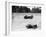 Maserati and Bugatti in Action at Brooklands, Surrey, 1933-null-Framed Photographic Print