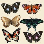 Collection of Vector Colorful Realistic Butterflies for Design-mashakotcur-Art Print