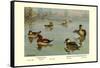 Masked and Madagascan Ducks-Allan Brooks-Framed Stretched Canvas