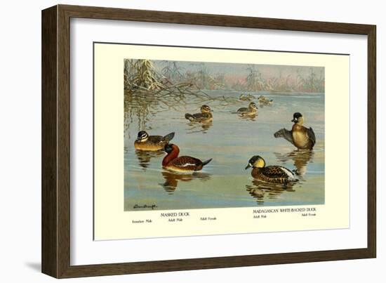 Masked and Madagascan Ducks-Allan Brooks-Framed Art Print