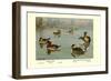 Masked and Madagascan Ducks-Allan Brooks-Framed Art Print