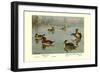 Masked and Madagascan Ducks-Allan Brooks-Framed Art Print