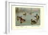 Masked and Madagascan Ducks-Allan Brooks-Framed Art Print