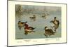 Masked and Madagascan Ducks-Allan Brooks-Mounted Art Print