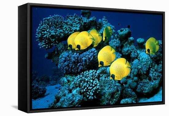 Masked Butterfly Fish-Peter Scoones-Framed Stretched Canvas