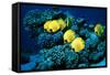 Masked Butterfly Fish-Peter Scoones-Framed Stretched Canvas