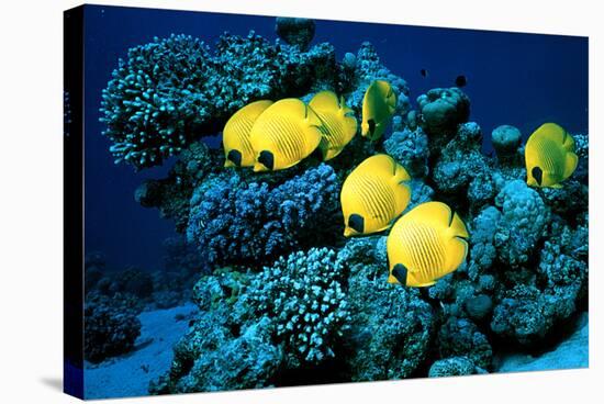 Masked Butterfly Fish-Peter Scoones-Stretched Canvas