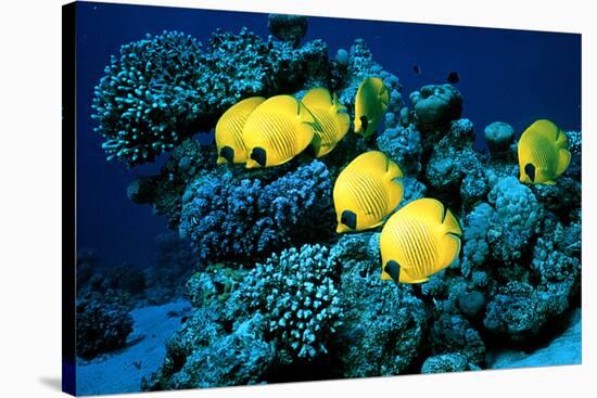 Masked Butterfly Fish-Peter Scoones-Stretched Canvas