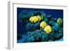 Masked Butterfly Fish-Peter Scoones-Framed Premium Photographic Print