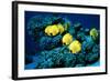 Masked Butterfly Fish-Peter Scoones-Framed Premium Photographic Print