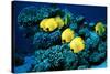 Masked Butterfly Fish-Peter Scoones-Stretched Canvas