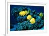 Masked Butterfly Fish-Peter Scoones-Framed Photographic Print