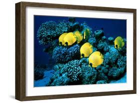 Masked Butterfly Fish-Peter Scoones-Framed Photographic Print