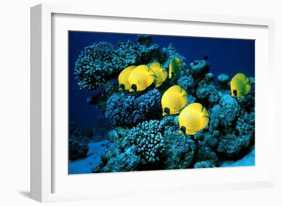 Masked Butterfly Fish-Peter Scoones-Framed Photographic Print