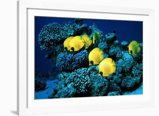 Masked Butterfly Fish-Peter Scoones-Framed Photographic Print