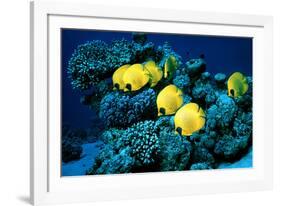 Masked Butterfly Fish-Peter Scoones-Framed Photographic Print