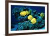 Masked Butterfly Fish-Peter Scoones-Framed Photographic Print