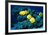 Masked Butterfly Fish-Peter Scoones-Framed Photographic Print