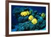 Masked Butterfly Fish-Peter Scoones-Framed Photographic Print