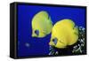 Masked Butterflyfish Egypt, Africa, Red Sea. (Chaetodon Semilarvatus)-Reinhard Dirscherl-Framed Stretched Canvas