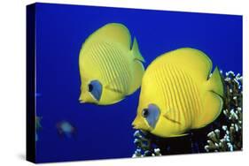 Masked Butterflyfish Egypt, Africa, Red Sea. (Chaetodon Semilarvatus)-Reinhard Dirscherl-Stretched Canvas