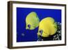 Masked Butterflyfish Egypt, Africa, Red Sea. (Chaetodon Semilarvatus)-Reinhard Dirscherl-Framed Photographic Print