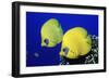 Masked Butterflyfish Egypt, Africa, Red Sea. (Chaetodon Semilarvatus)-Reinhard Dirscherl-Framed Photographic Print