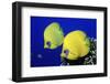 Masked Butterflyfish Egypt, Africa, Red Sea. (Chaetodon Semilarvatus)-Reinhard Dirscherl-Framed Photographic Print