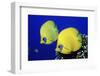 Masked Butterflyfish Egypt, Africa, Red Sea. (Chaetodon Semilarvatus)-Reinhard Dirscherl-Framed Photographic Print