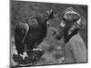 Masked Child Looking at Eagle-null-Mounted Photographic Print