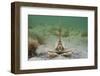 Masked Crab (Corystes Cassivelaunus) on Sandy Seabed, Studland Bay, Dorset, UK, May-Alex Mustard-Framed Photographic Print