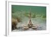 Masked Crab (Corystes Cassivelaunus) on Sandy Seabed, Studland Bay, Dorset, UK, May-Alex Mustard-Framed Photographic Print